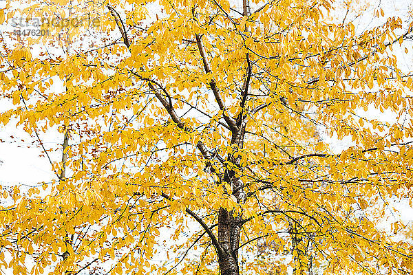 Baum mit gelben Herbstblättern  Teilansicht