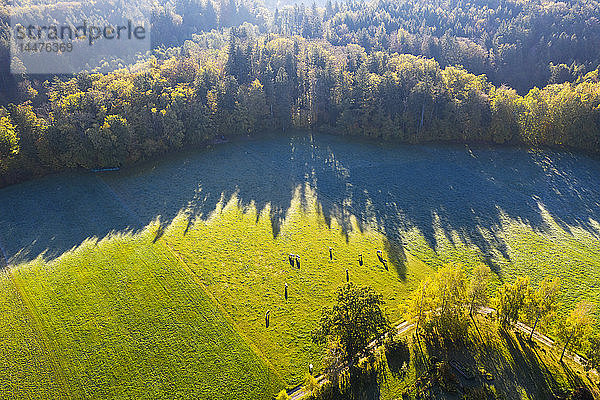 Deutschland  Oberbayern  Luftaufnahme von Kühen auf der Weide am Herbstmorgen