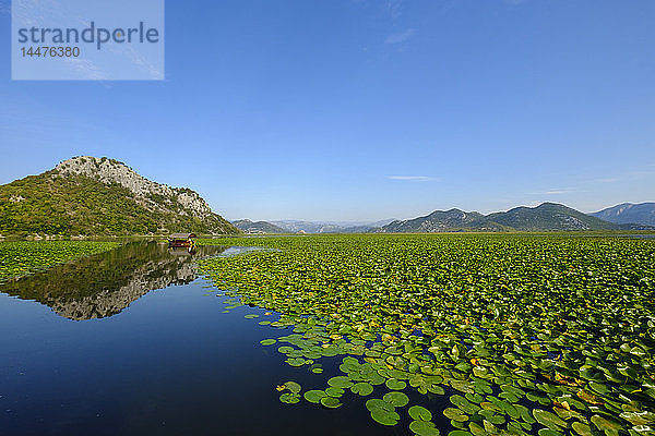 Montenegro  Provinz Cetinje  Seerosen am Skadarsee
