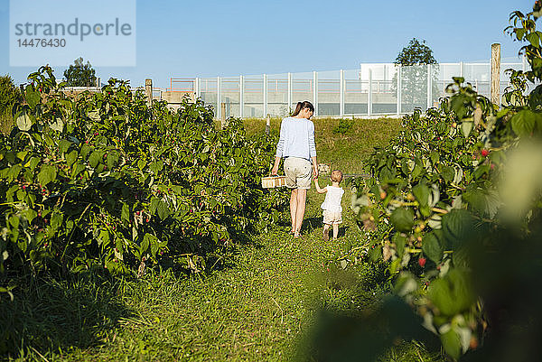 Mutter und kleine Tochter pflücken im Sommer Himbeeren