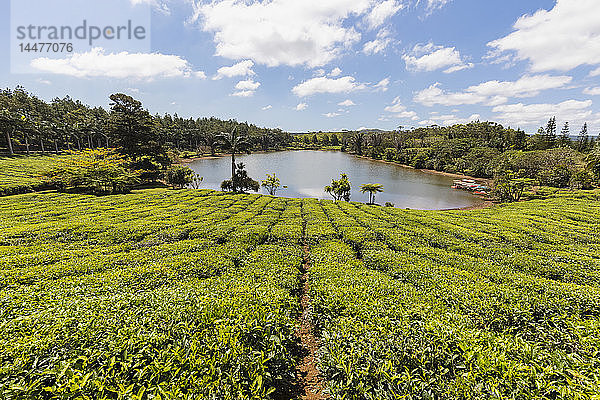 Mauritius  Teeplantage