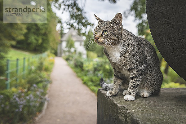 Deutschland  Weimar  Porträt einer gestromten Katze mit Goethe Gartenhaus im Ilmpark im Hintergrund