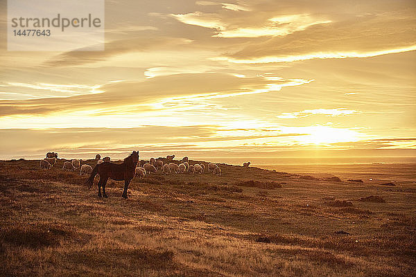 Chile  Feuerland  Porvenir  Pferd und Schafe bei Sonnenuntergang auf der Weide