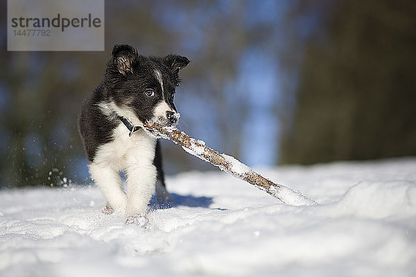 Border-Collie-Welpe spielt mit Holzstock im Schnee