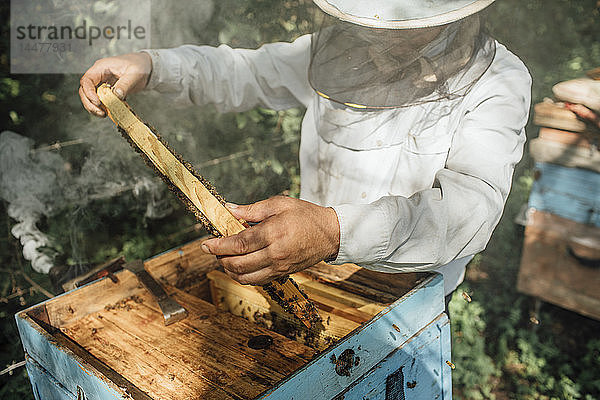 Russland  Imker Kontrollrahmen mit Honigbienen  Raucher und Rauch