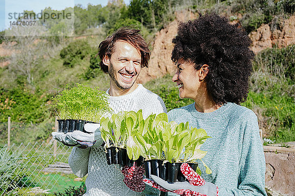 Glückliches Paar trägt Salatsetzlinge in seinen Gemüsegarten