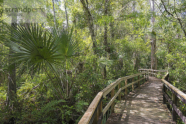 USA  Florida  Copeland  Fakahatchee Strand Preserve State Park  Uferpromenade durch Sumpf