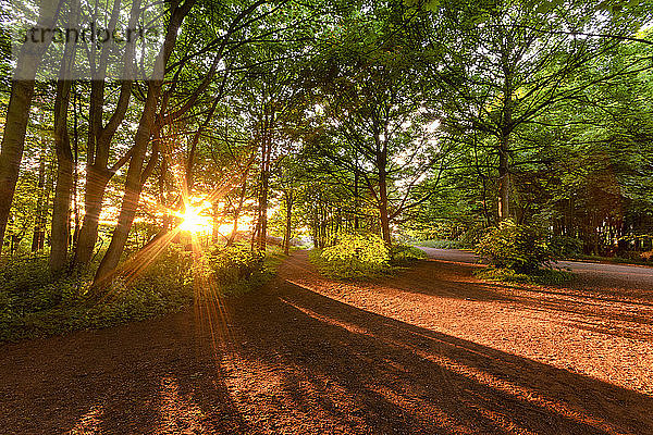 Vereinigtes Königreich  Schottland  East Lothian  Yellowcraigs  Sonnenstrahlen durch Bäume bei Sonnenuntergang