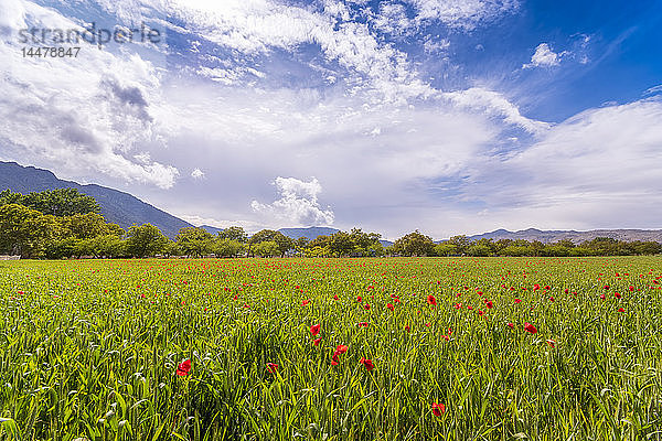 Spanien  Andalusien  Zaffaraya-Tal  Weizenfeld