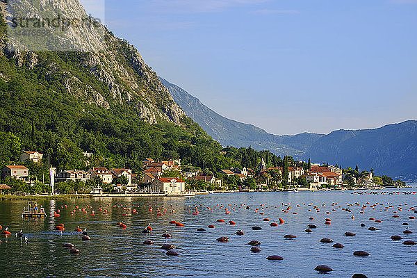 Montenegro  Bucht von Kotor  Ljuta
