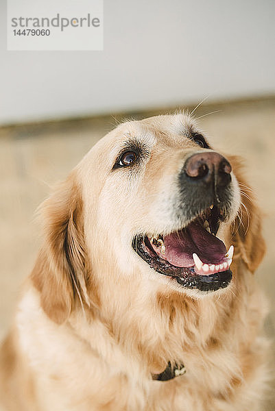 Golden Retriever-Hundeportrait