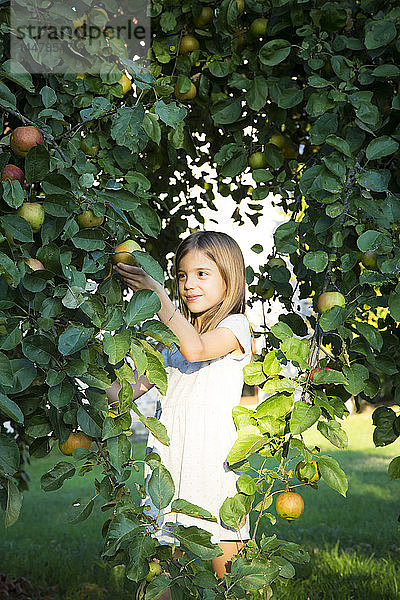 Porträt eines lächelnden kleinen Mädchens beim Apfelpflücken vom Baum