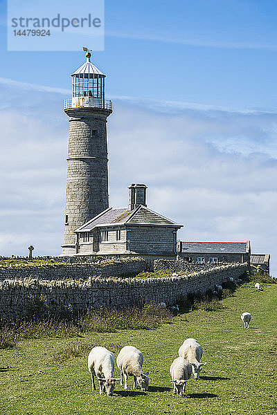 Vereinigtes Königreich  England  Devon  Island of Lundy  Leuchtturm und Schafe auf der Wiese