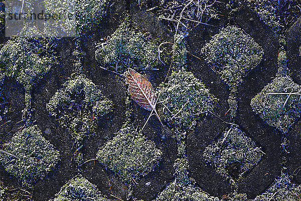 Frostbedecktes Herbstblatt auf dem Boden