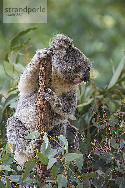 Australien  Brisbane  Lone Pine Koala Sanctuary  Porträt eines Koalas  der sich an einem Baumstamm festhält