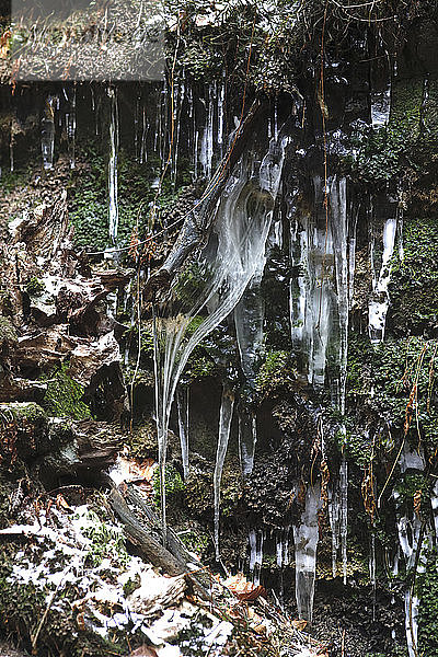 Deutschland  Sachsen  Elbsandsteingebirge  Basteigebiet im Winter  Nahaufnahme der Eiszapfen