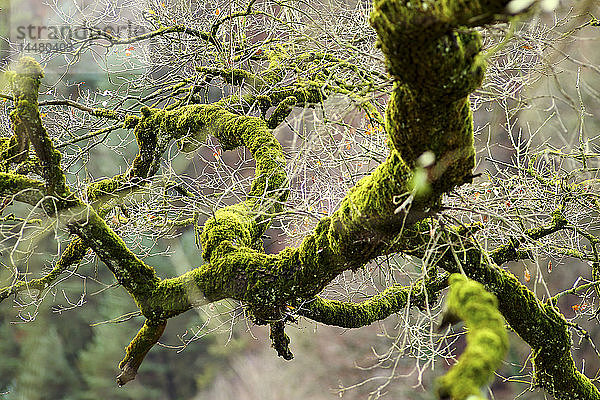 Spanien  Gorbea-Naturpark  moosbewachsener Baum