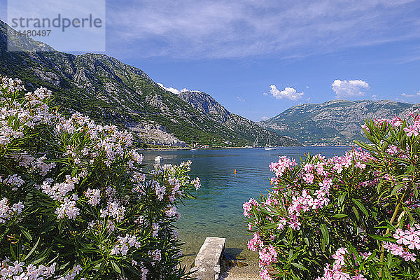 Montenegro  Bucht von Kotor  Donji Morinj  blühender Oleander