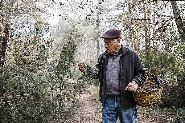 Älterer Mann mit Korb im Wald untersucht Baum