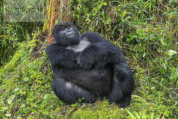 Ruanda  Virunga-Nationalpark  Porträt eines sich entspannenden Berggorillas