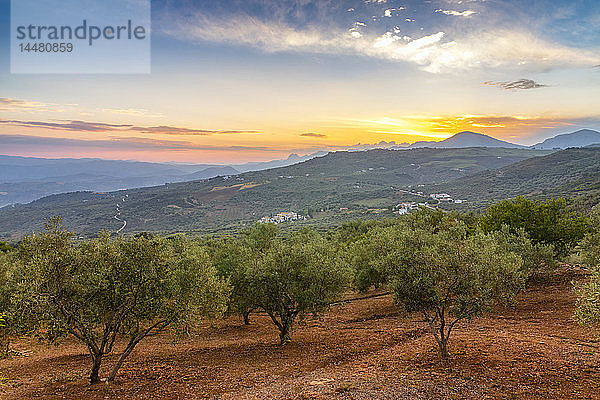 Spanien  Andalusien  Olivenbäume in Hangwäldern bei Sonnenuntergang