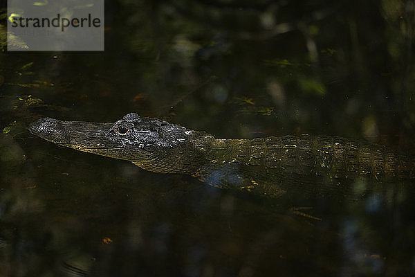 USA  Florida  Copeland  Fakahatchee Strand Preserve State Park  Amerikanischer Alligator in einem Sumpf
