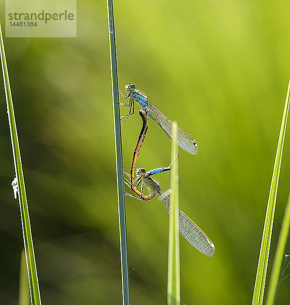 Zwei sich paarende blauschwänzige Libellen vor grünem Hintergrund