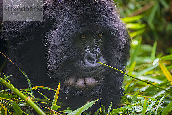 Ruanda  Virunga-Nationalpark  Porträt eines Berggorillas