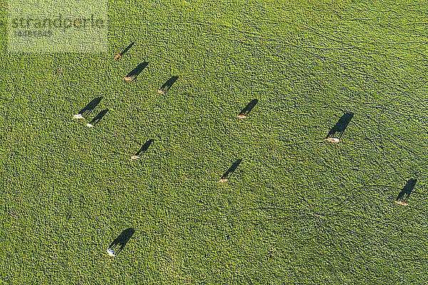 Deutschland  Oberbayern  Luftaufnahme von Kühen auf der Weide bei Muensing