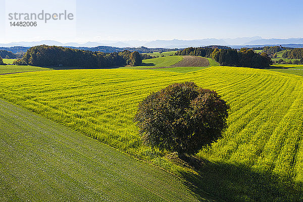 Deutschland  Oberbayern  Luftbild von Rapsfeld und Baum bei Muensing