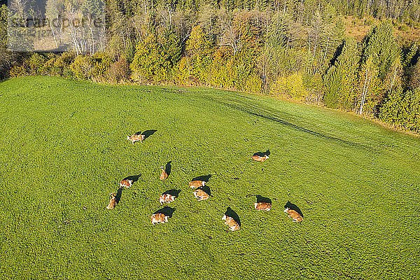 Deutschland  Bayern  Bad Tölz  Luftaufnahme von Kühen auf der Weide