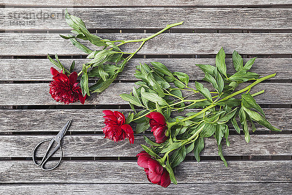 Red Peonies und Schere auf dem Gartentisch