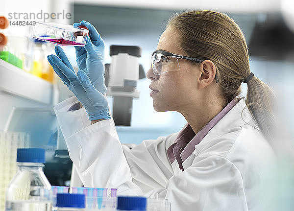 Stammzellenforschung  Wissenschaftlerin  die während eines Experiments im Labor Zellen in einer Flasche betrachtet  die bereit sind  unter dem Mikroskop analysiert zu werden