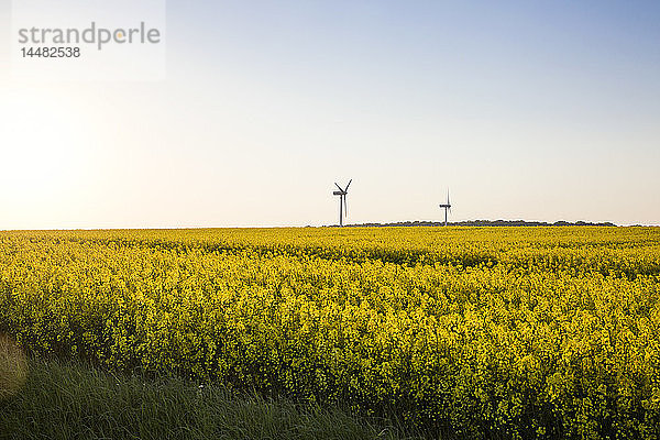 Deutschland  Rügen  Kap Arkona  Windräder am Rapsfeld