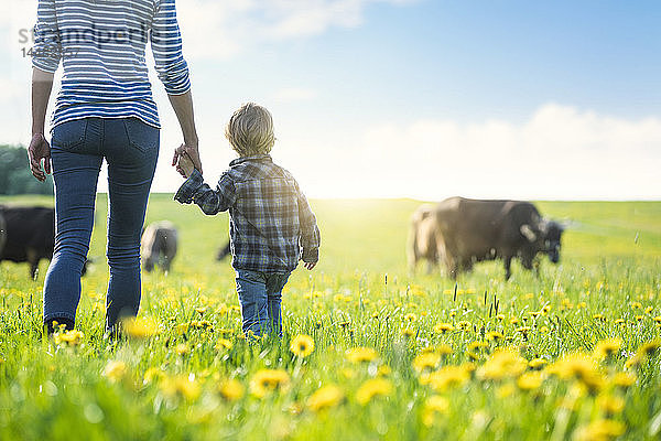 Mutter und Sohn halten sich an den Händen und schauen den Kühen zu  die auf einer Wiese mit Löwenzahn grasen