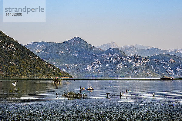 Montenegro  Provinz Podgorica  Skadar-See bei der Mündung des Flusses Moraca