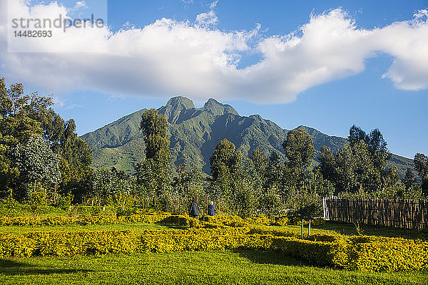 Ruanda  Virunga-Nationalpark  Blick auf Vulkan