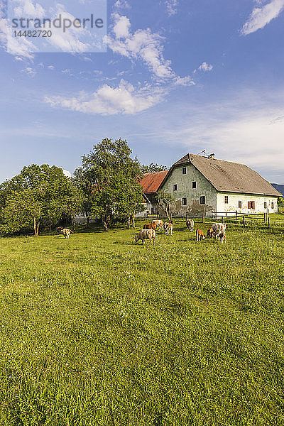 Österreich  Kärnten  altes Bauernhaus und Kühe auf der Weide