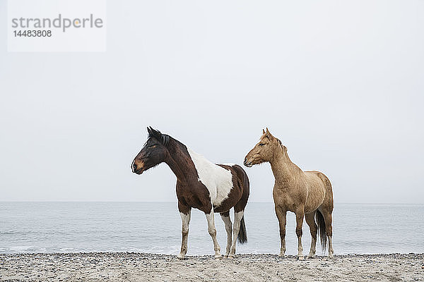 Pferde am sandigen Meeresstrand