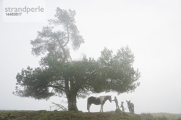 Mädchen mit Hund  Esel und Pferd unter einem Baum in einem nebligen Feld