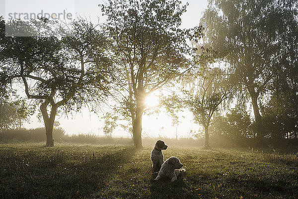 Spanische Wasserhunde in einem idyllischen ländlichen Feld bei Sonnenaufgang