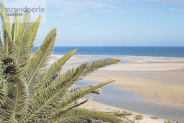 Ruhige  idyllische Szene tropischer Palmen und sonniger Meeresstrand  Cacela Velha  Algarve  Portugal