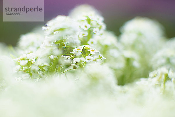 Nahaufnahme zarte weiße Blüten