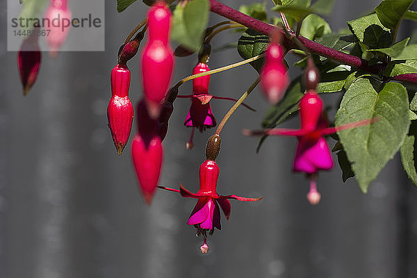 Close up rot und rosa fuchsia Pflanze blühenden