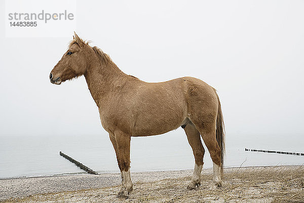 Braunes Pferd am Meeresstrand stehend