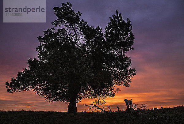 Silhouette Hund stehen unter ländlichen Baum und dramatischen Sonnenuntergang Himmel