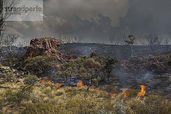 Waldbrand in den East McDonnell Ranges  Alice Springs  Nordterritorium  Australien