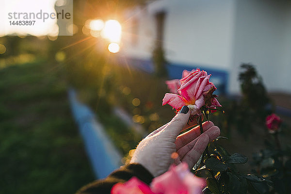 Persönliche Perspektive Frau pflückt rosa Rose im Garten