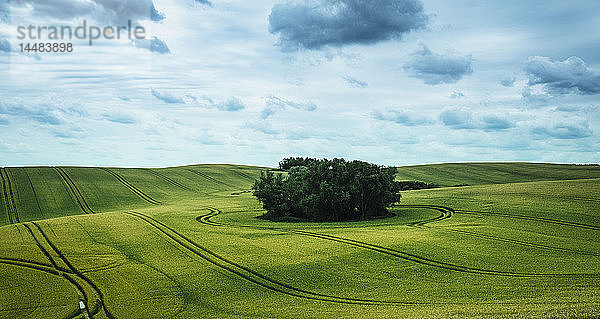 Blick auf grünes Ackerland und Baumbestand  Brandenburg  Deutschland