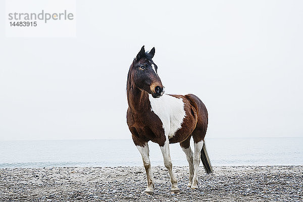 Braunes und weißes Pferd am Strand stehend